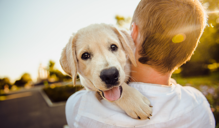 Happy yellow lab puppy being carried over the shoulder of young man