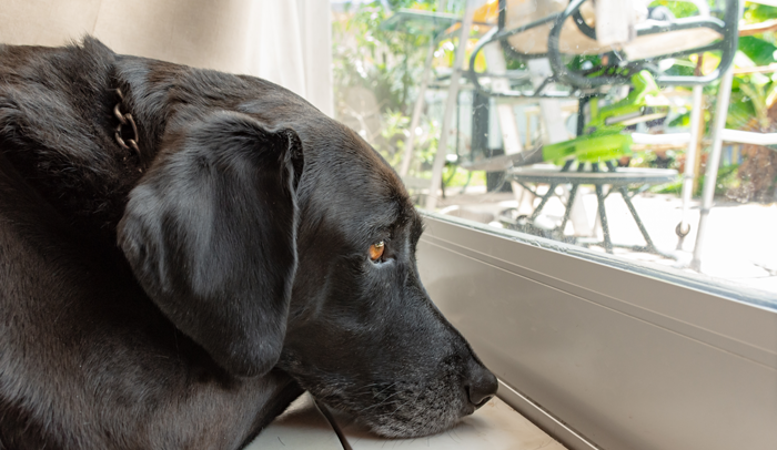 sad adult black lab looking out the window