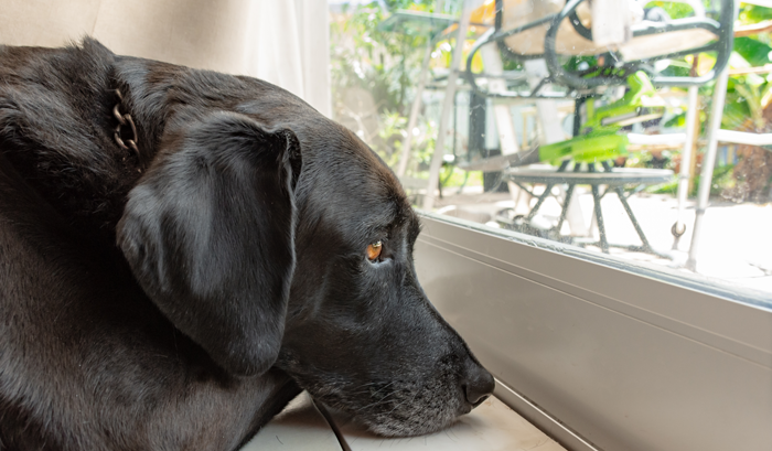 sad adult black lab looking out the window