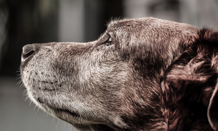 profile of senior dog